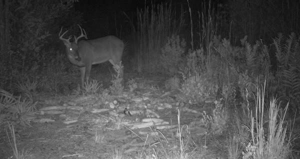 A whitetail buck in Rodney Thompson's trail-camera photo